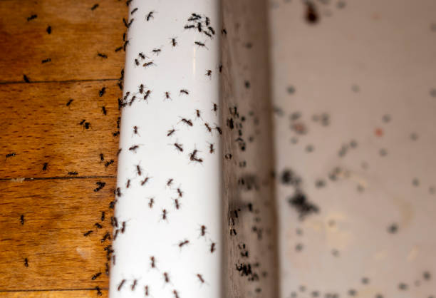 Best Pest Control Near Me  in Hannibal, MO
