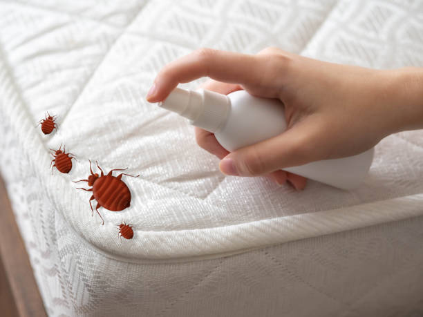 Best Affordable Pest Control Services  in Hannibal, MO