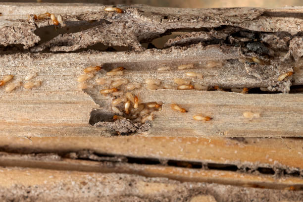 Best Best Pest Control Near Me  in Hannibal, MO