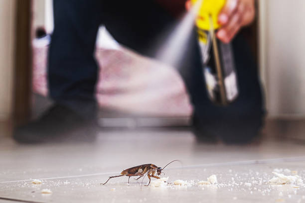 Trusted Hannibal, MO Pest Control Experts